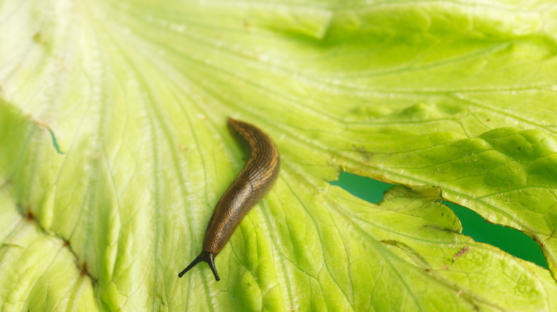 Brown snail crawling on green lettuce leaf