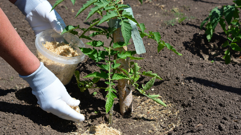 A gardener fertilizing a young tomato plant