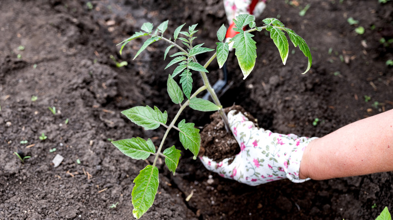 A gardener planting a young tomato seedling