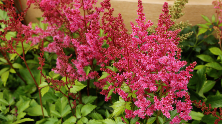 Astilbe blooms in a shade garden.