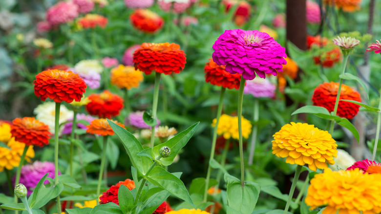 Zinnias bloom in a colorful garden.