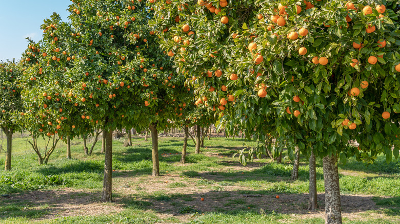 orange citrus tree orchard