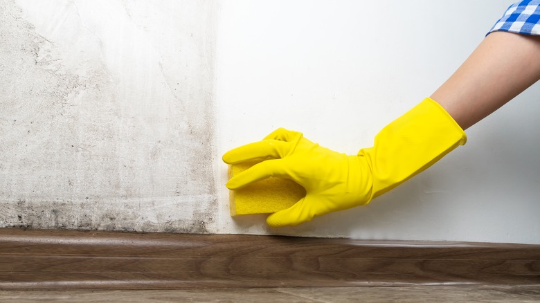 Person cleaning mold with sponge and spray