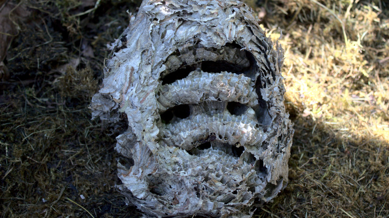 A large wasp nest in a composter