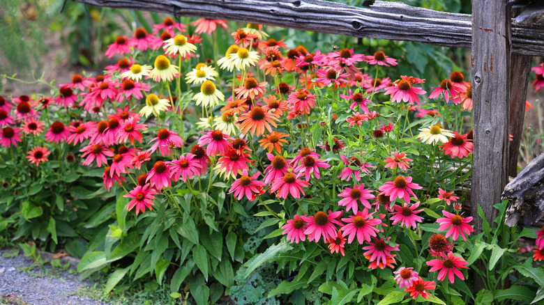 A collection of different coneflowers growing in a garden bed next to an old wooden fence
