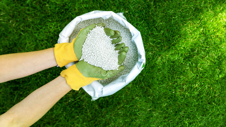 Gloves holding fertilizer above grass
