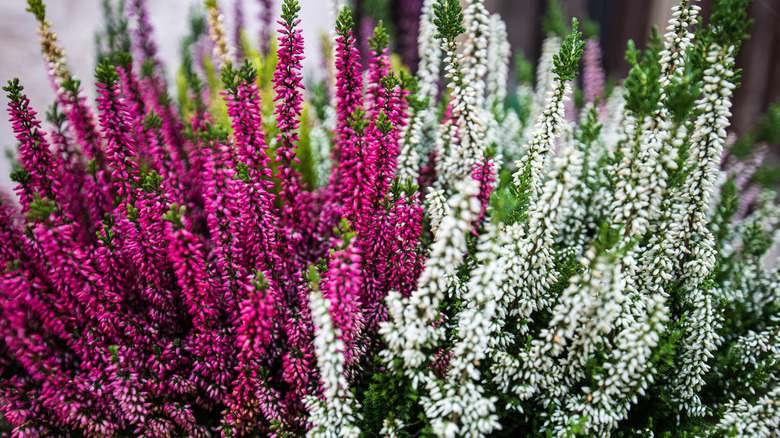 White and pink heather
