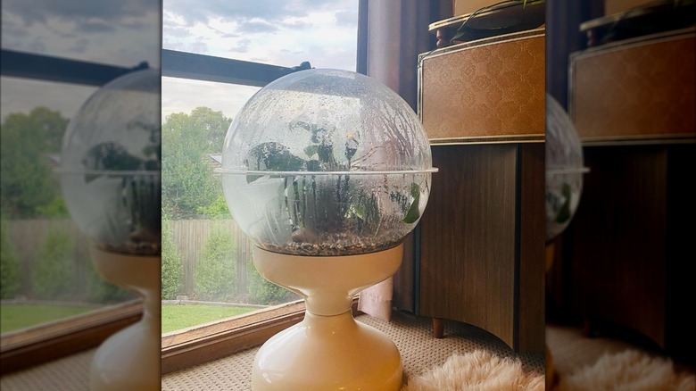 A white space age terrarium next to a window.