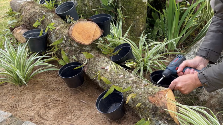 man drilling pots into log