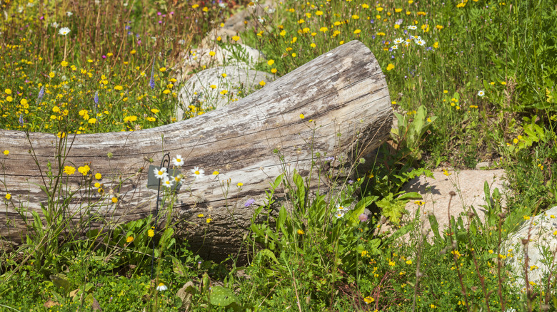 log in a meadow garden