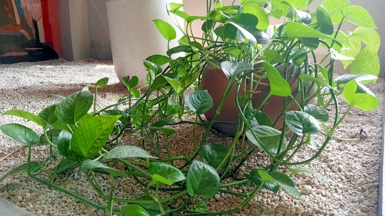 A pothos houseplant with long vines on a carpeted floor