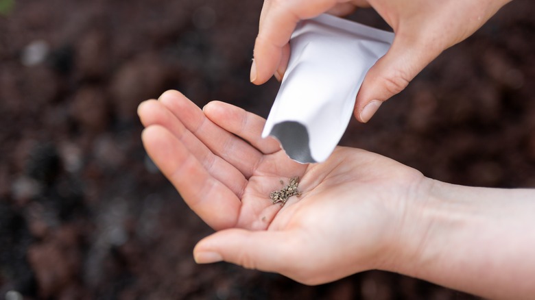 Pouring carrot seeds into palm