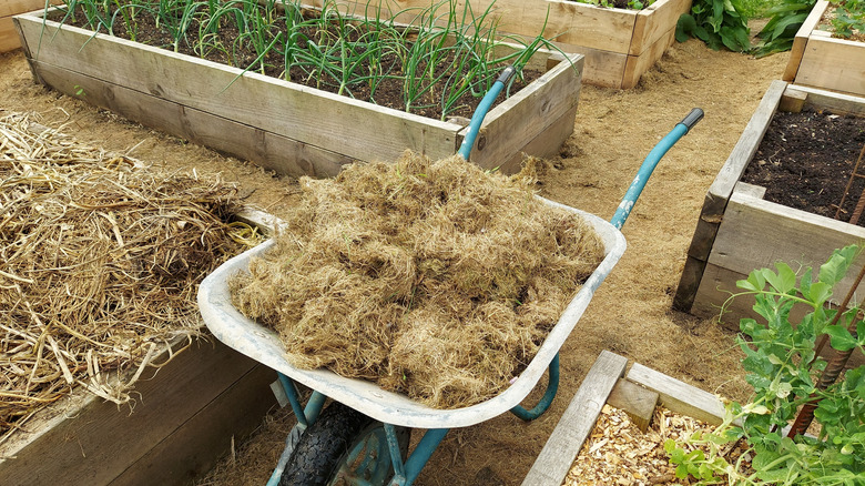 A wheelbarrow with brown hay in it in between raised beds in a garden.