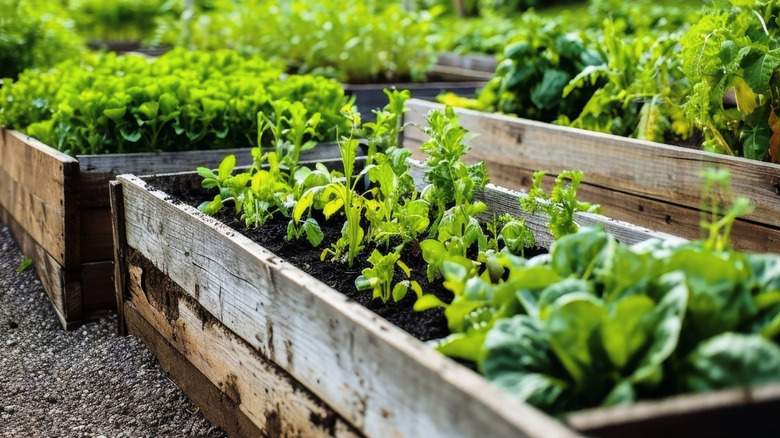 A series of raised wooden garden beds with green plants growing.