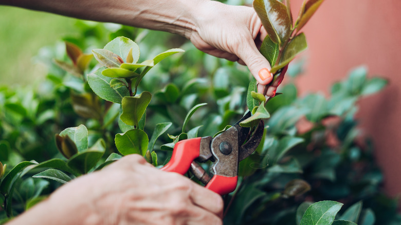 Camellia bloom next to shears