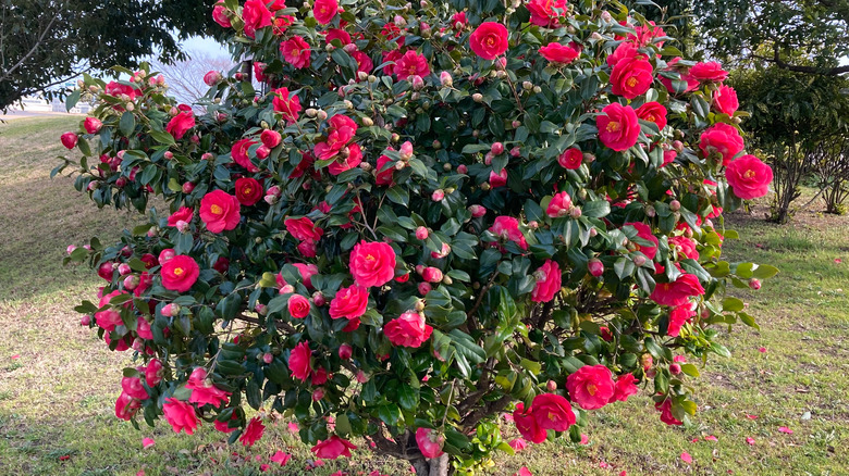 Camellia bush