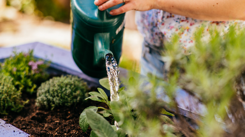 A woman watering plants with a watering can