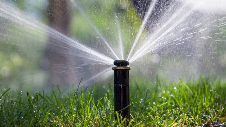 A sprinkler spraying water in a garden
