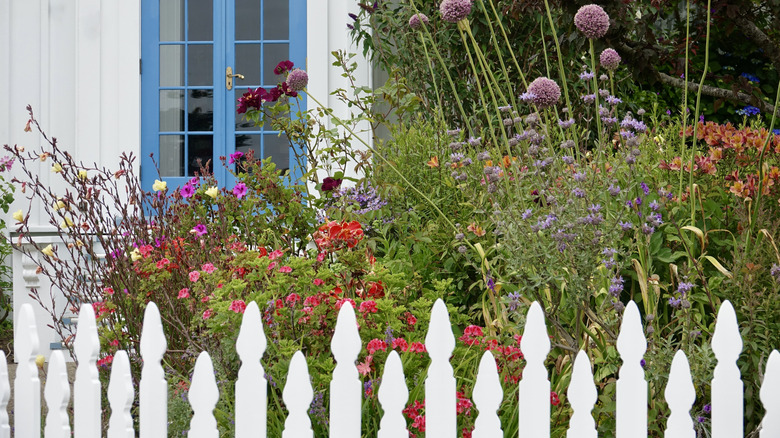 An informal cottage garden on the other side of a white fence.