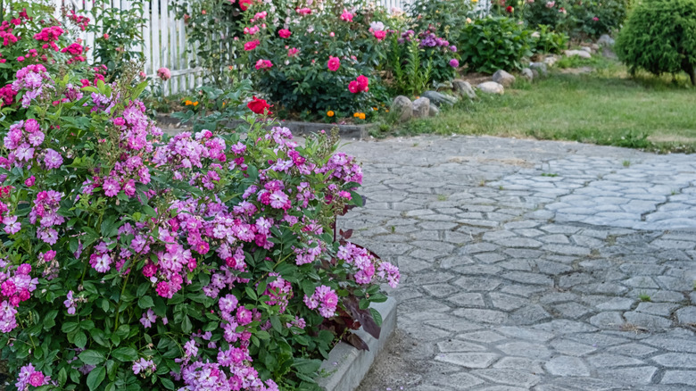 An informal cottage garden with an irregular stone path and stone borders.