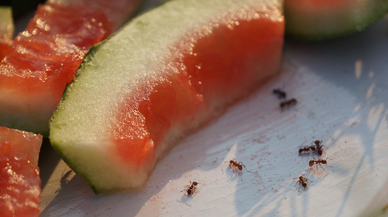 ants crawling near watermelon