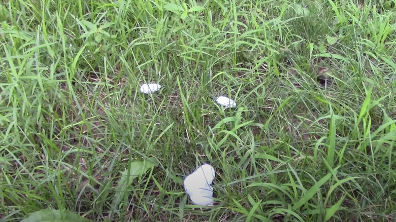 Cotton balls in the grass