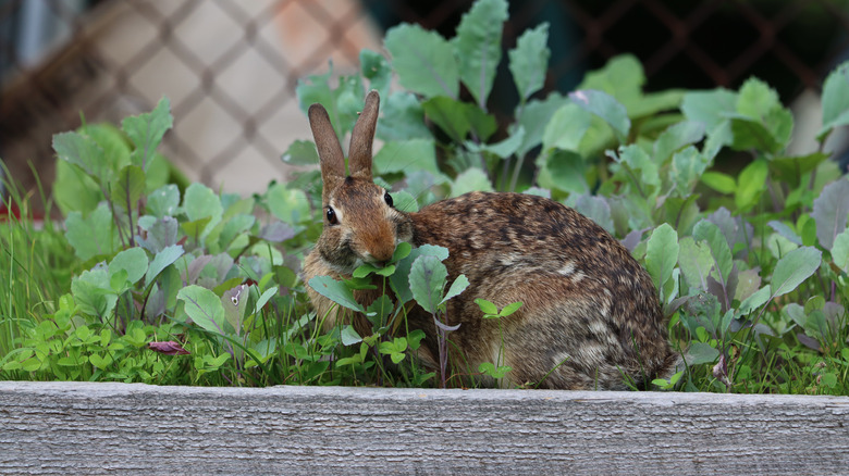 Rabbit in the garden