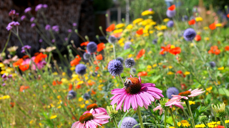 Coneflowers and other colorful flowers in a sunny garden