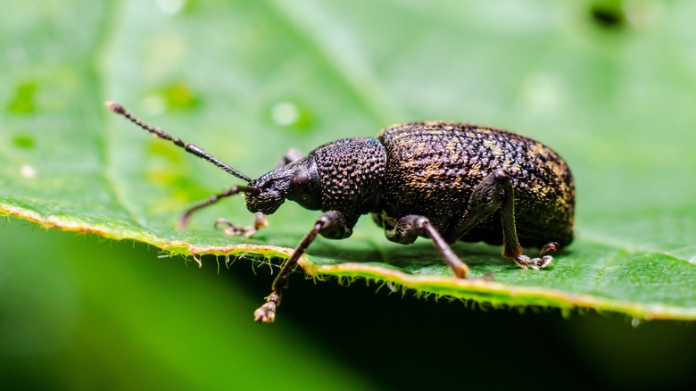 Black garden weevil