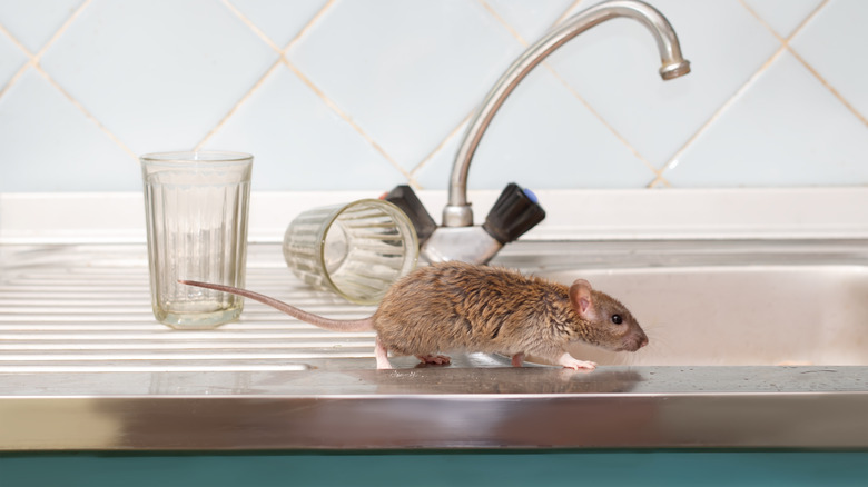 Mouse running by kitchen sink