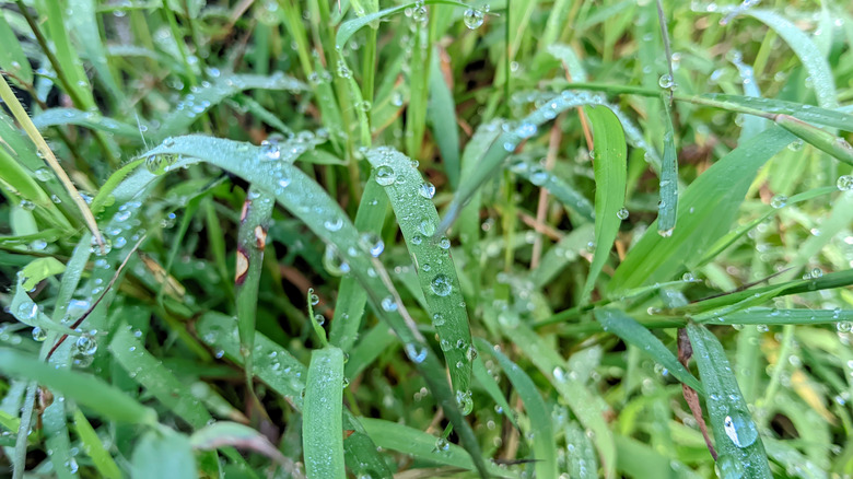 Blades of quackgrass are dotted with dew