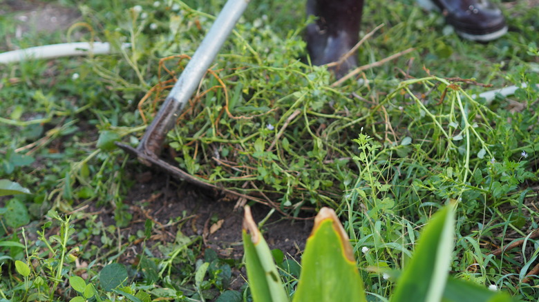 A person in boots digs up vegetation in the soil