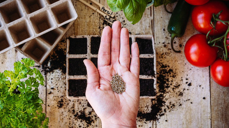 Hand holding seeds over a cardboard seed starter pot filled with potting soil near vegetables on a wood table