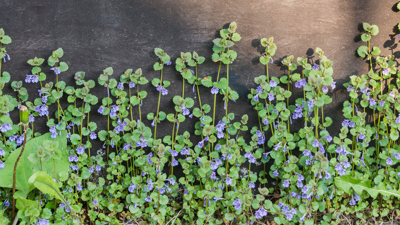 Ground ivy growing up wall