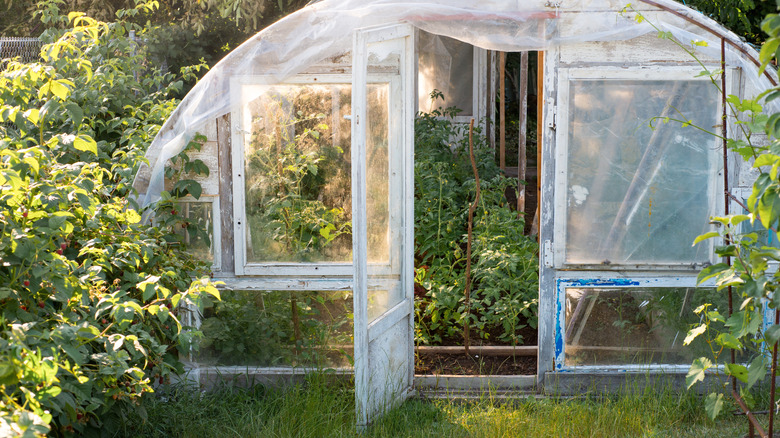 An arched DIY greenhouse with an open door in a sunny backyard filled with plants.