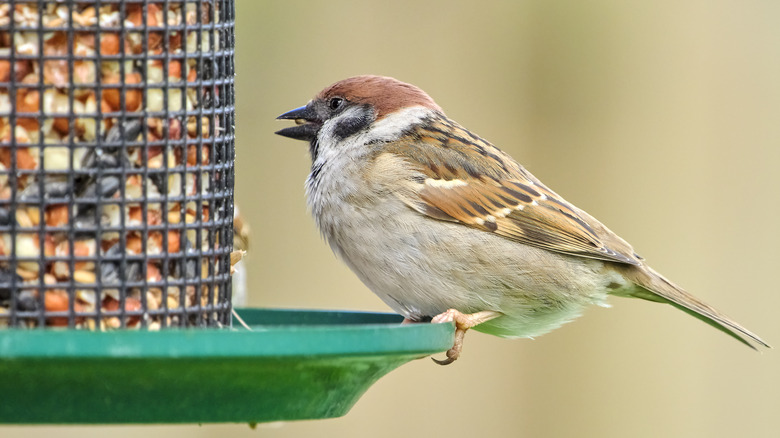 Bird eats out of a grated feeder with a green bowl bottom.
