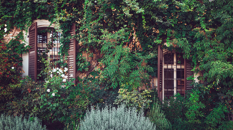Various vines growing ont he facade of a house