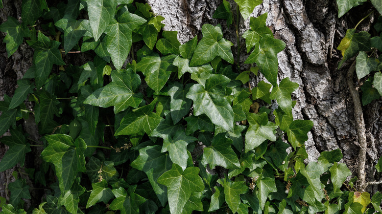 English ivy grounds on a tree.
