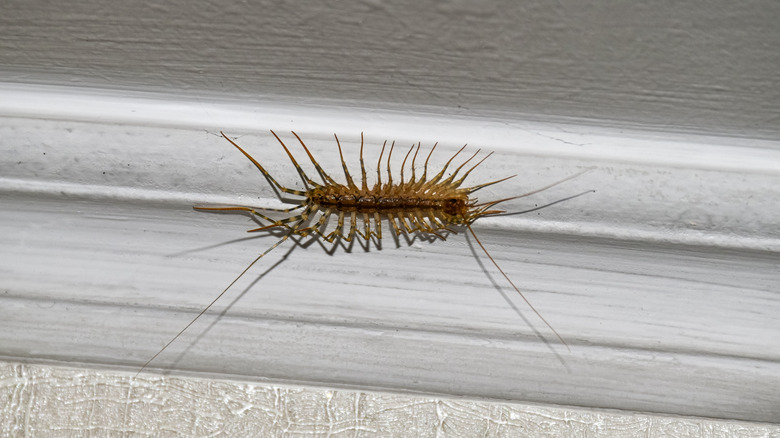 House centipede crawling on wall