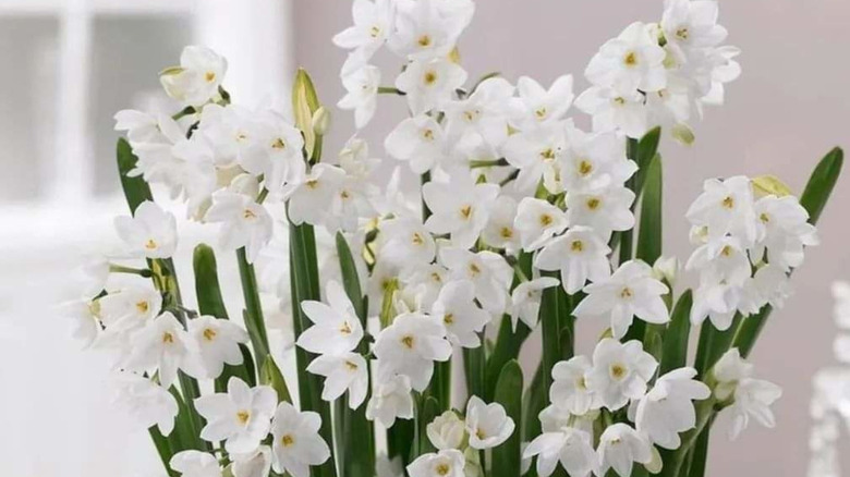 Paperwhite daffodils Narcissus papyraceus blooming inside