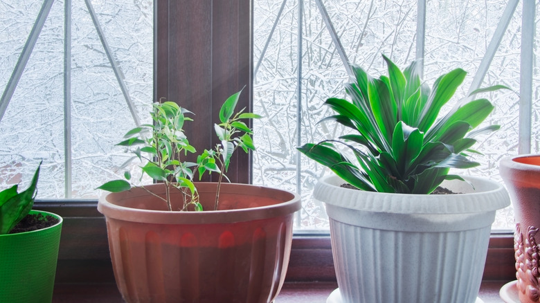 Houseplants on a windowsill at winter