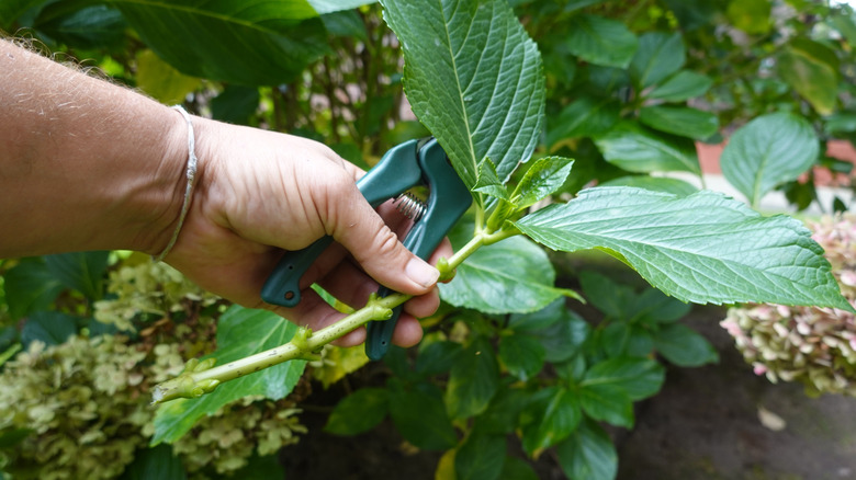 Gardener holding a hydrangea cutting ready for prepping
