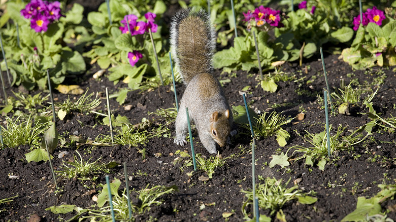 Squirrel digging soil in garden