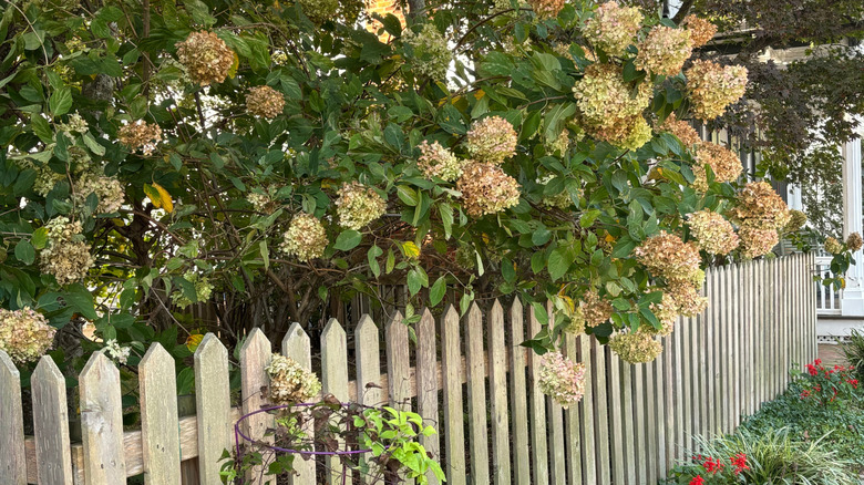 A hydrangea with spent blooms overflows a white picket fence in the fall.