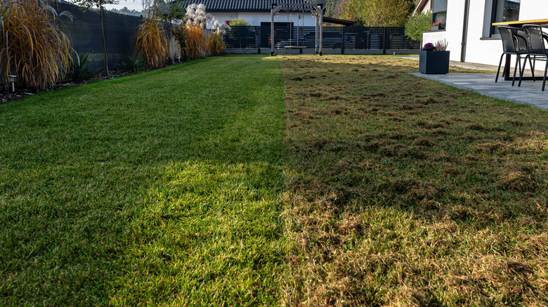 A green lawn halfway through being scarified