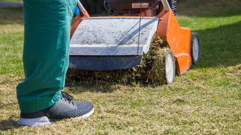 Scarification machine removing thatch from a lawn