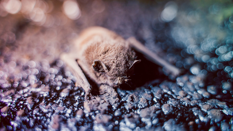 Bat inside a chimney