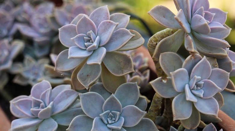 Close-up of ghost plant blossoms
