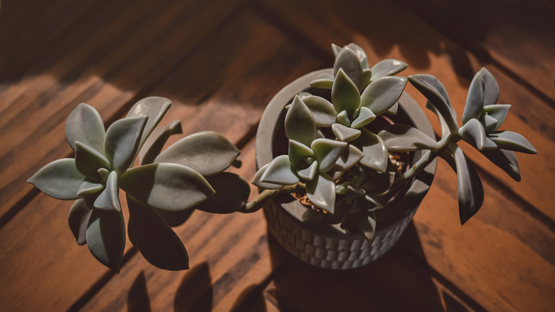 Ghost plant receiving sunlight