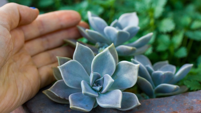 Person cupping ghost plant bloom